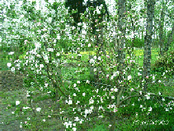 Apfel- und Kirschbaum blüht