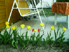 Tulpenallerlei 3