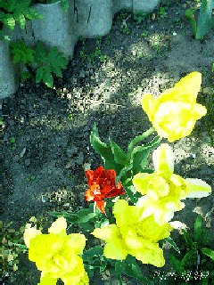 Tulpe gelb